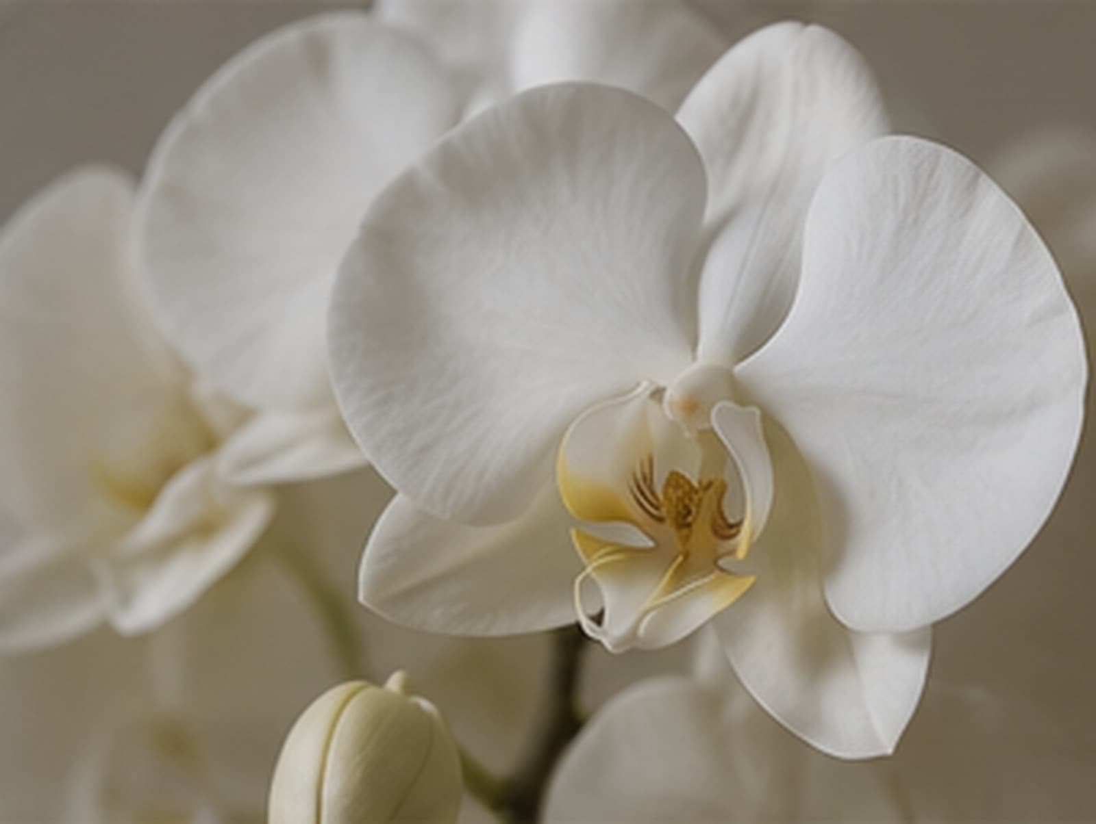 Orchidée blanche en gros plan dans une lumière naturelle.