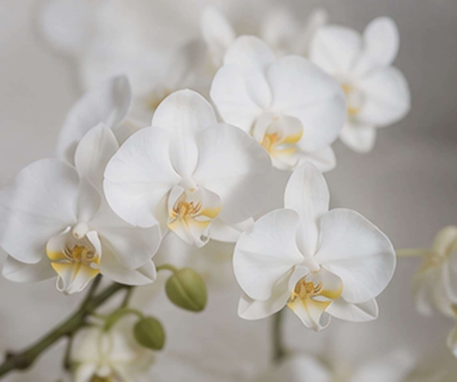 Branche d’orchidées blanches dans une atmosphère lumineuse.